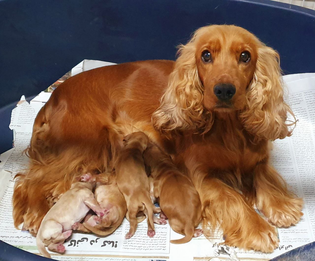 مولد نژاد انگلیش کوکر اسپانیل حنا